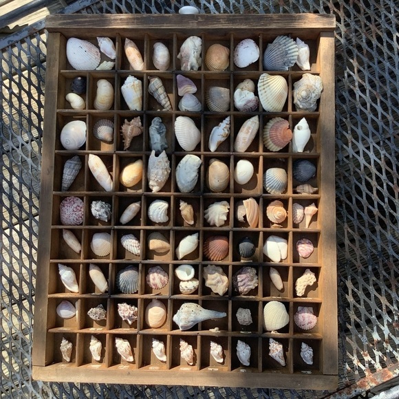 Antique Other - Vintage Antique Printers Tray Filled With Seashells 🐚 Wall Home Decor